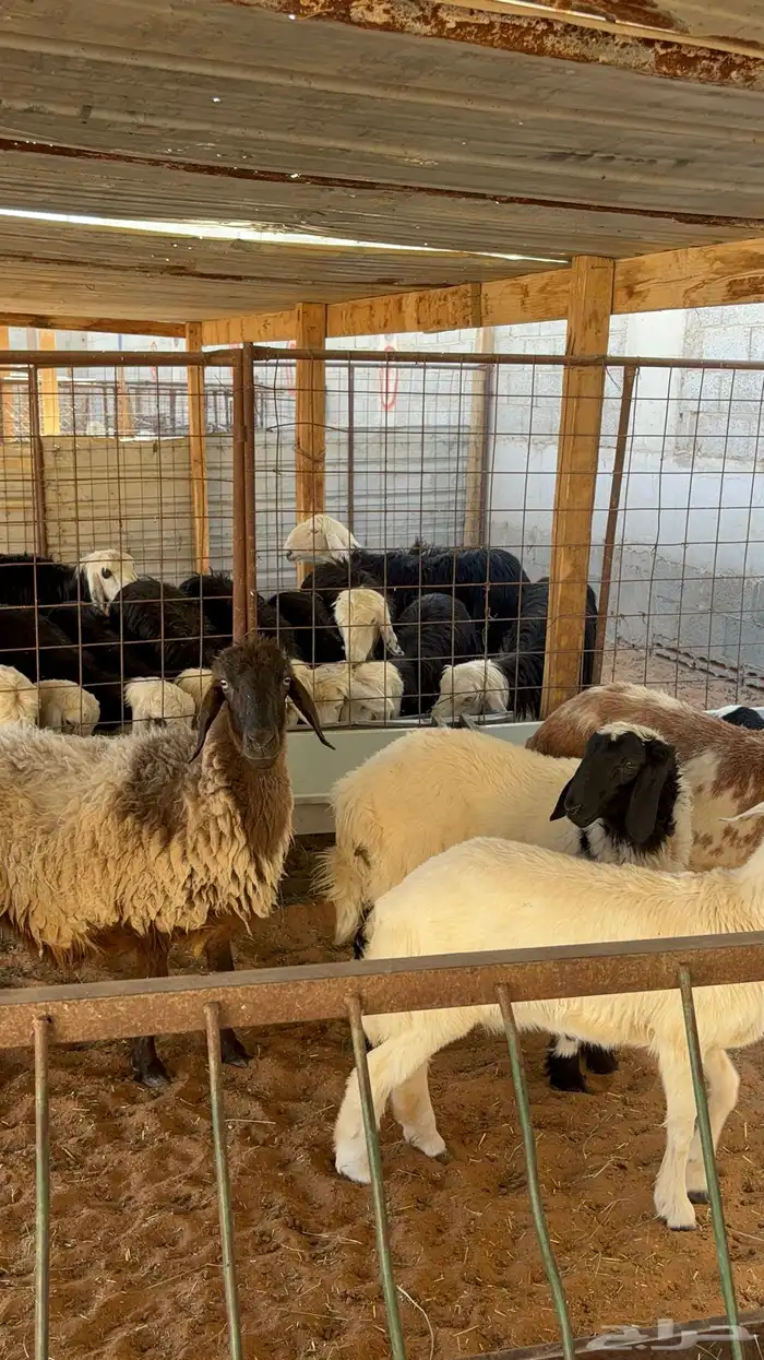 غنم حريه ومهجنه رغث ودفيع بالفحل ب1500 21