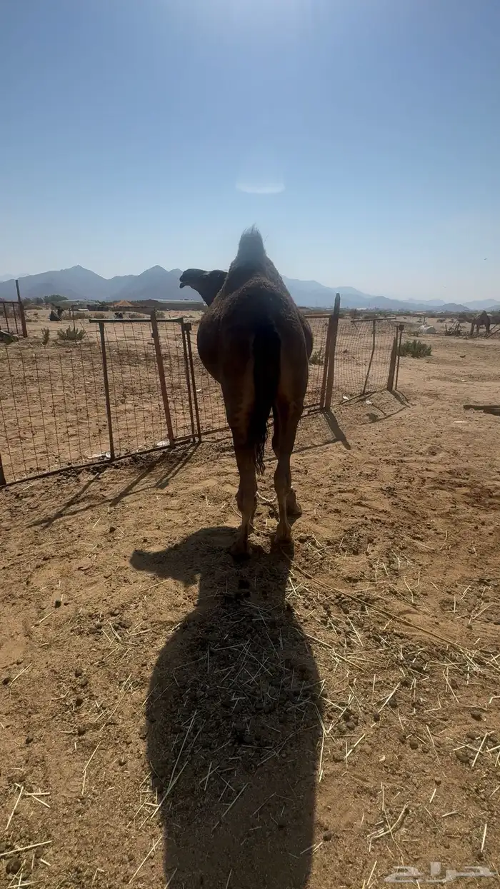 قعود مشروع فحل 6