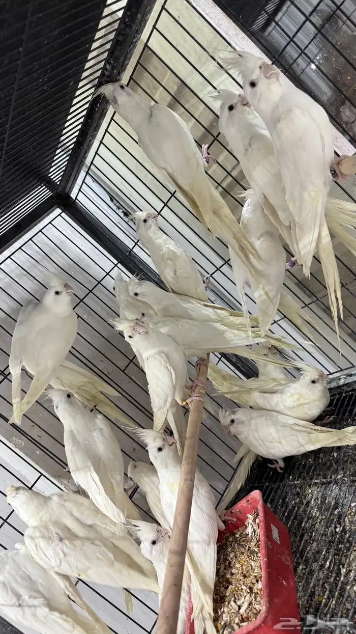 كروان البينو جملة 325 و فرادي 0