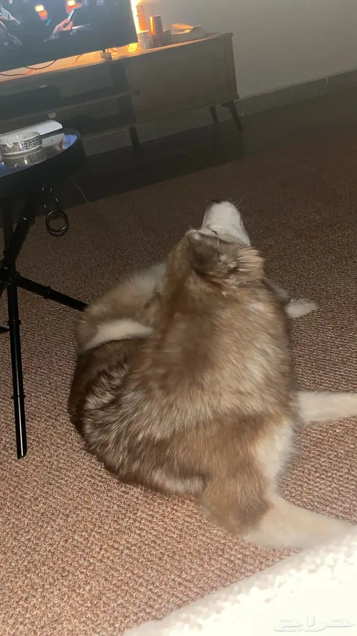 هاسكي سايبري 1