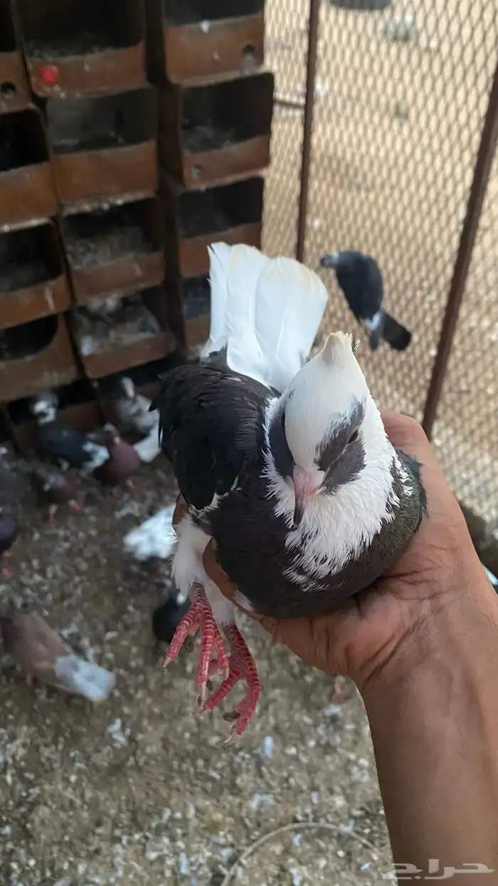 ازواج حمام قطايف 0