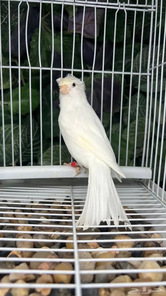 انثى كناري ابيض 2