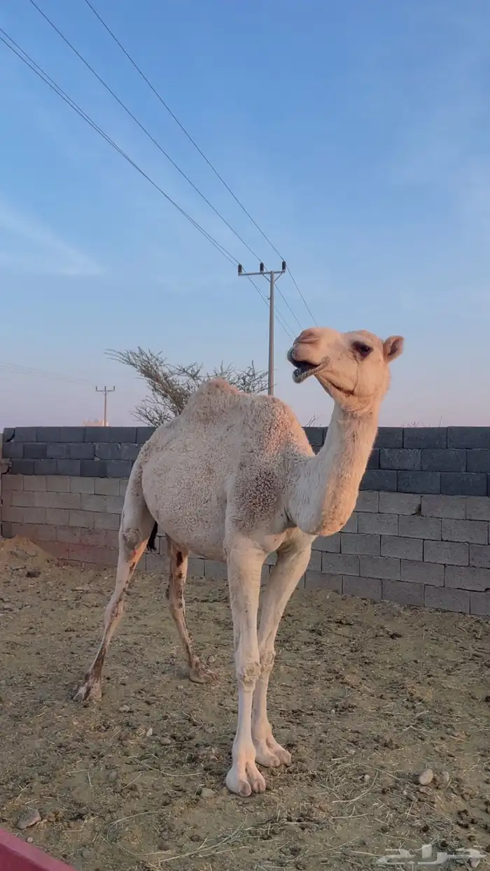 ناقة رباع حايل 6