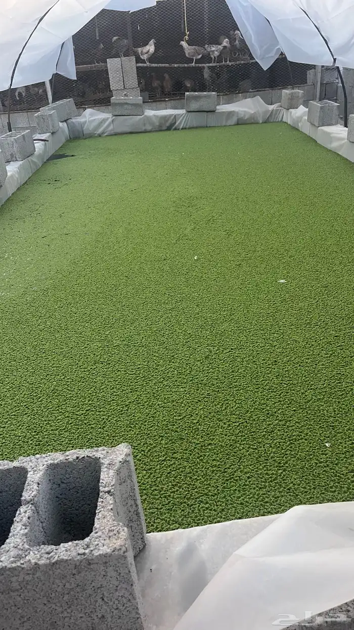 أزولاء بالكيلو 1