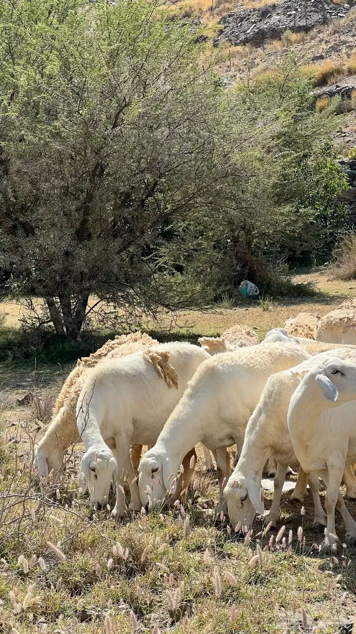 صان مقاني صنف للبيع 9