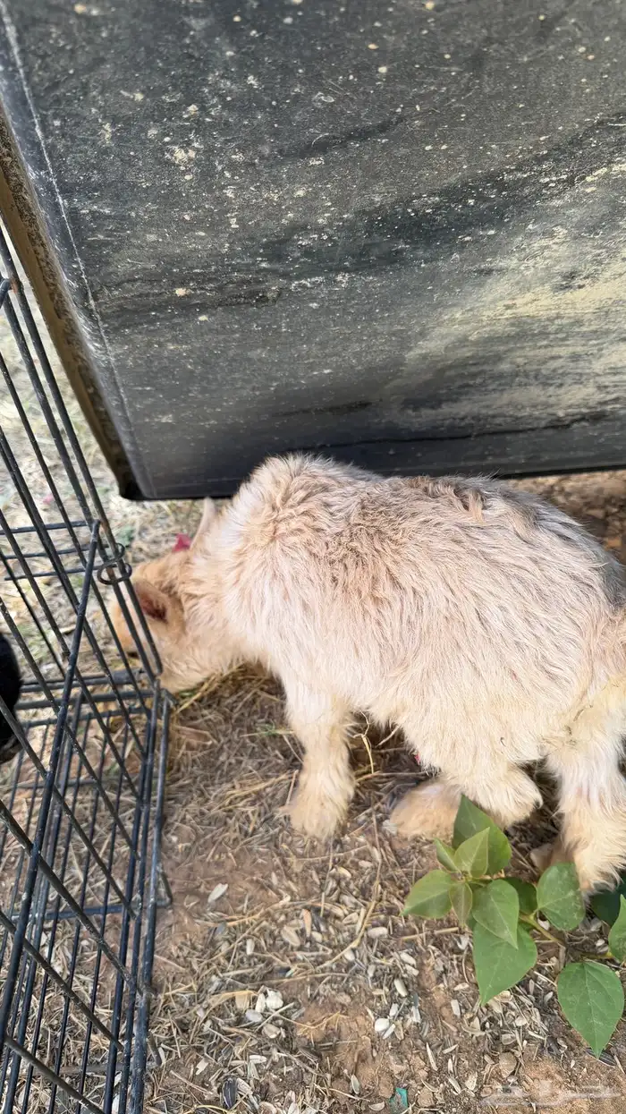 ماعز قزم جفرة ( تم البيع ) 2