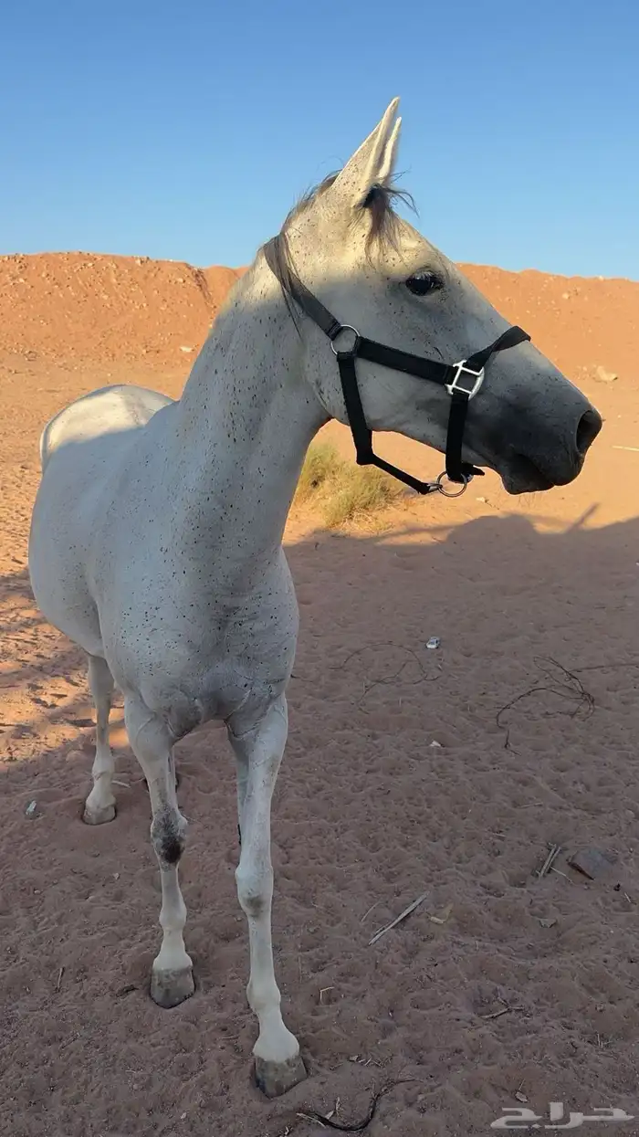 فرس شعبيه للبيع 3