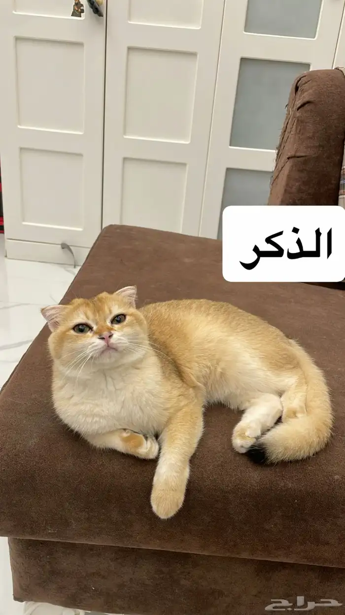 قط سكوتش تايقر استريت Ny22مفطوم 4