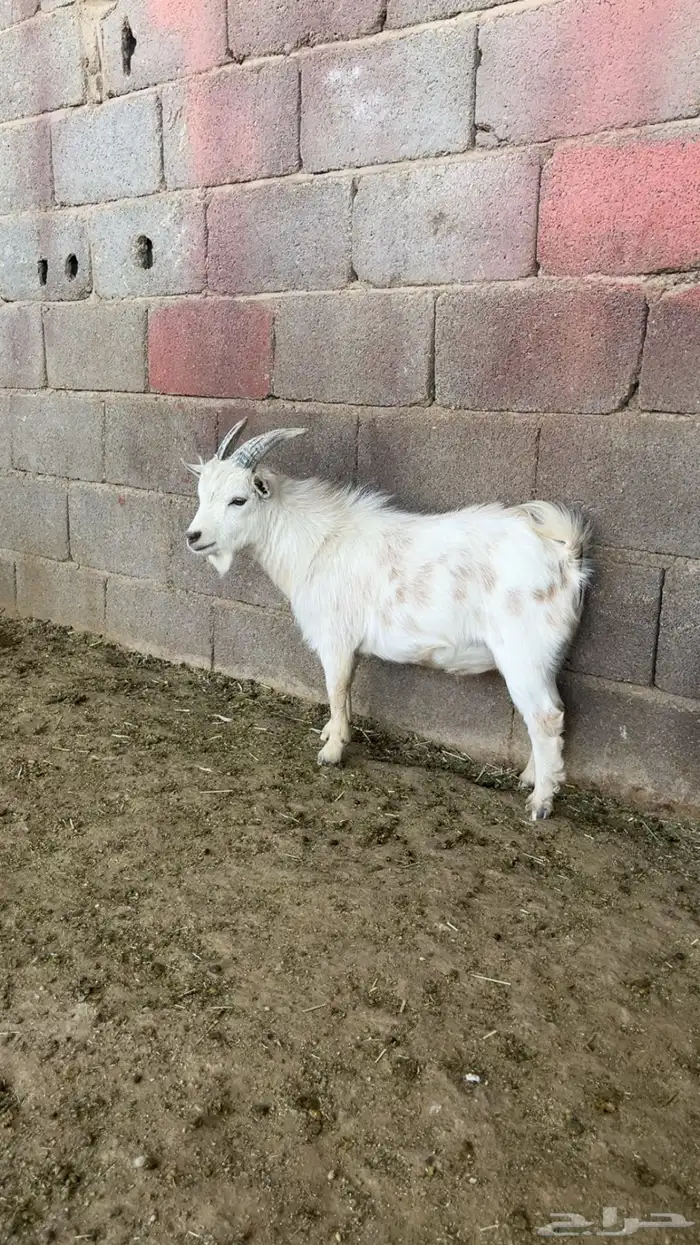 تيس قزم عمر 12 شهر 1