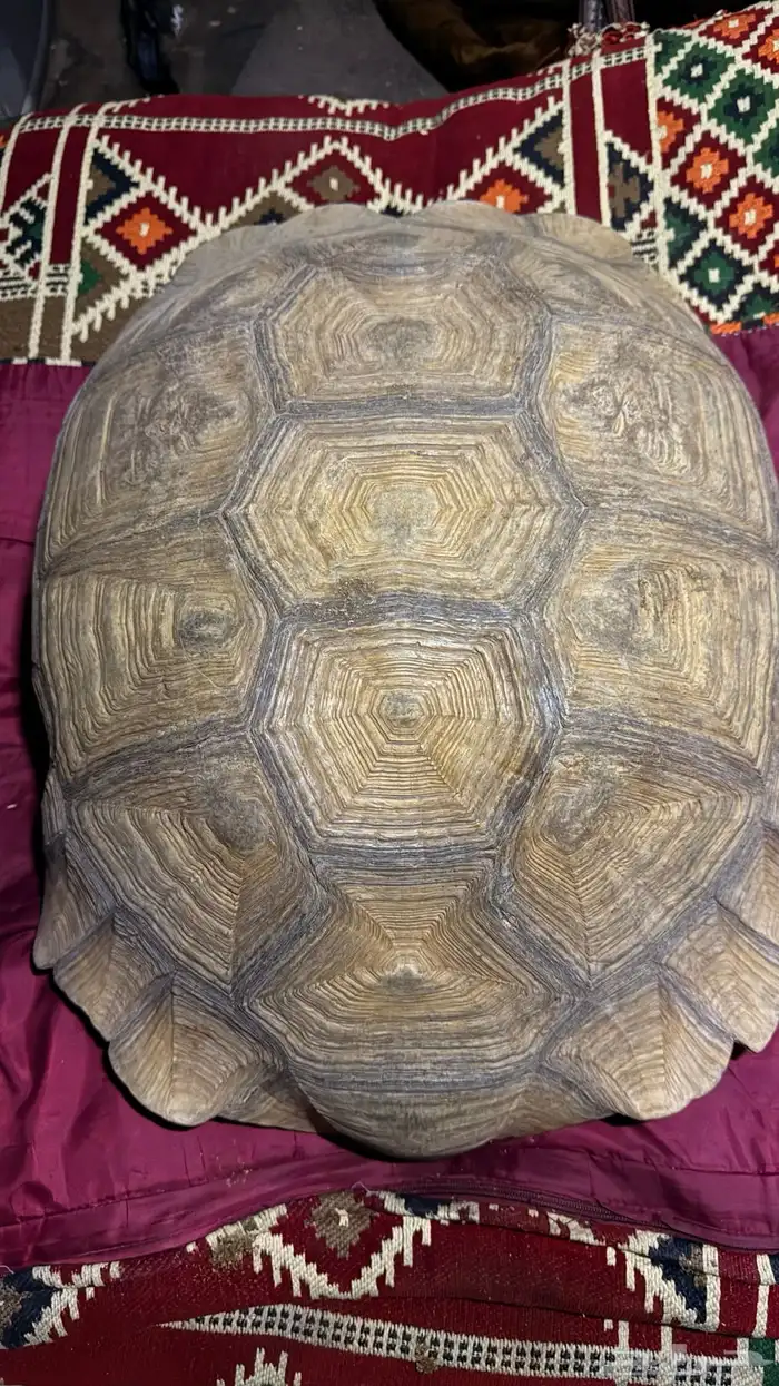 سلاحف عملاقه جدا  للبيع او للبدل المناسب 1
