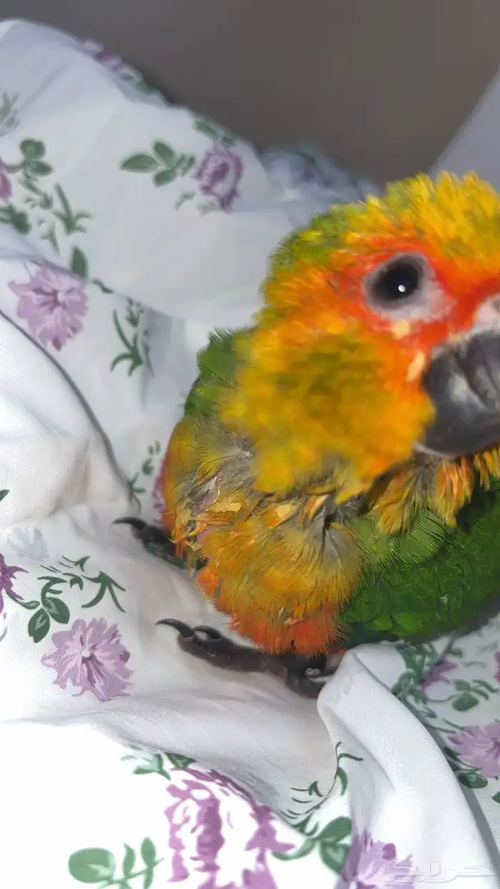 فرخ صن كنيور 2