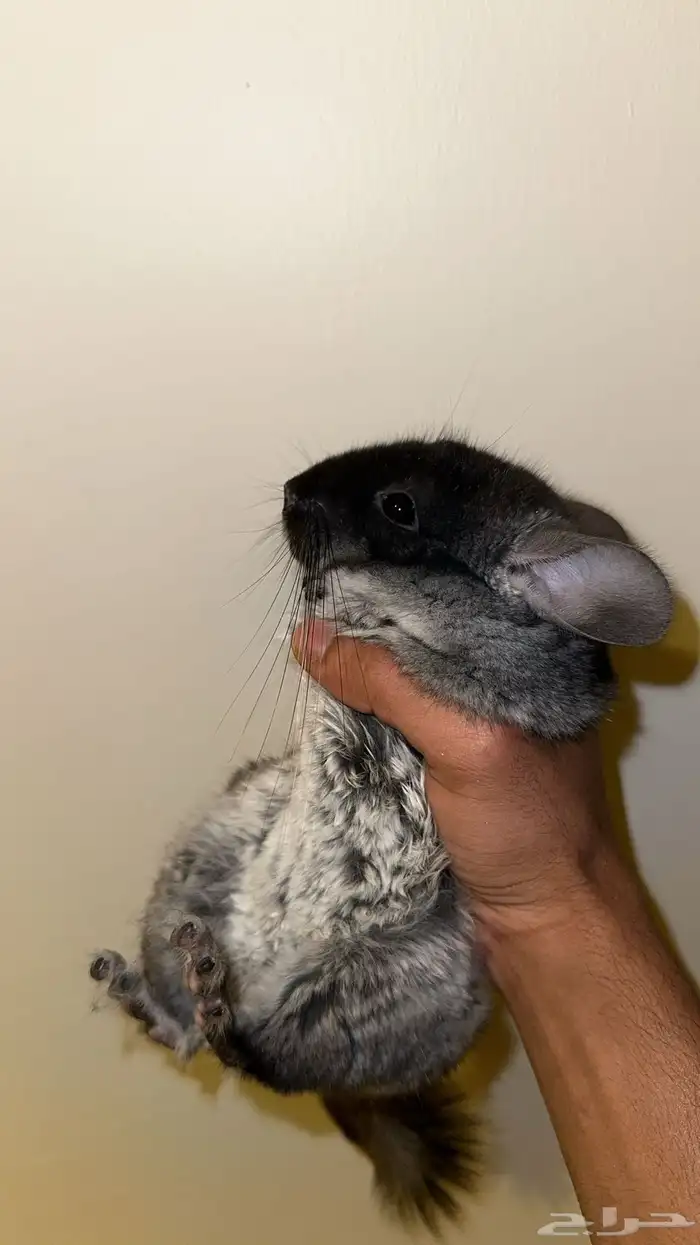 شانشيلا ذكر للبيع 0