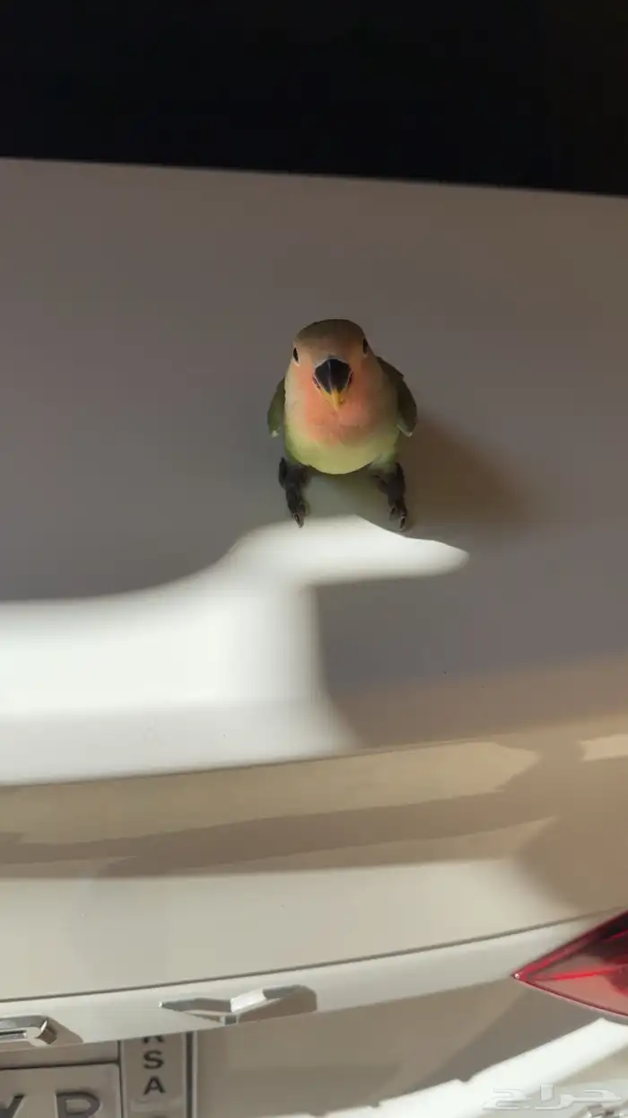 طير روز للبيع 1