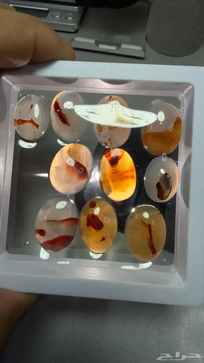 حياكم الله في المزاد 4