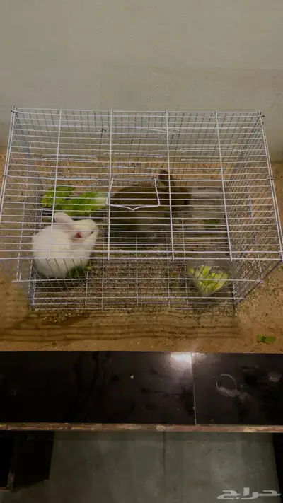 حفرالباطن 0