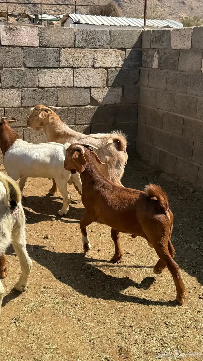 للبيع تيوس كلهاري وبورقت 1