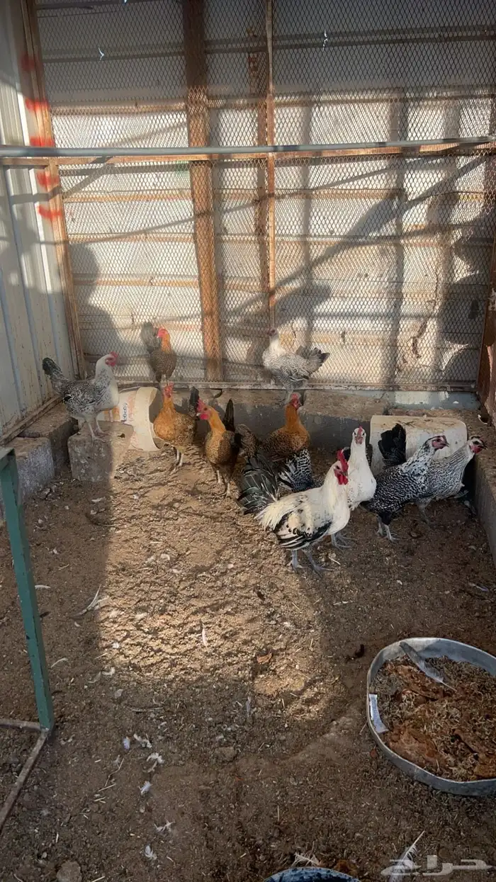 دجاج فيومي شرط بياض 0