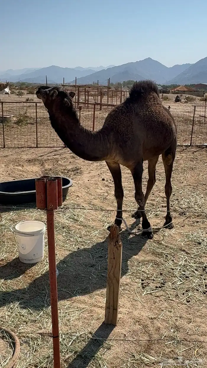 قعود مشروع فحل 10