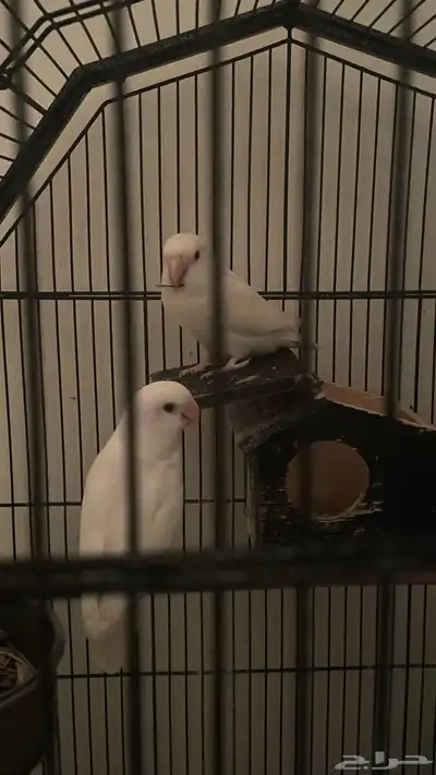 طيور روز أليفين index