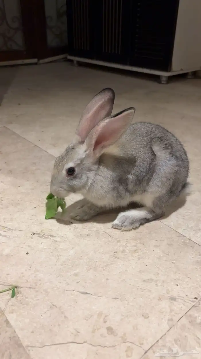 ارنب رمادي وابيض 1