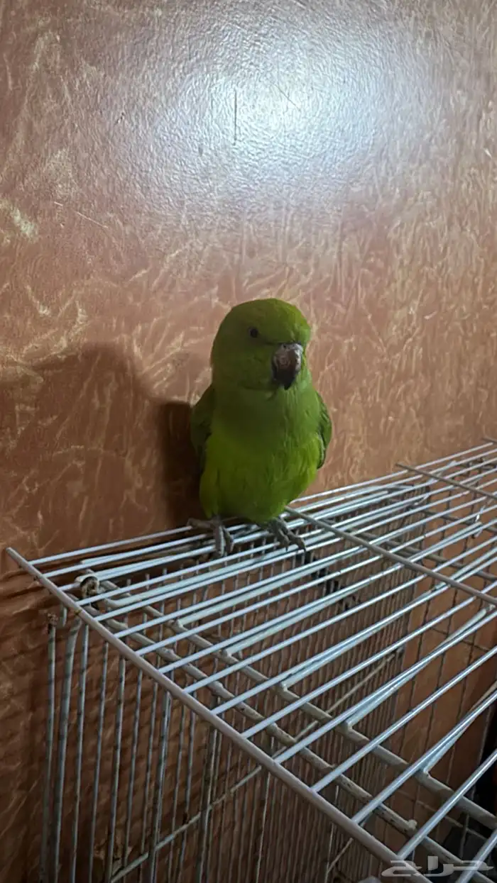 انثى بغبغاء دره 1