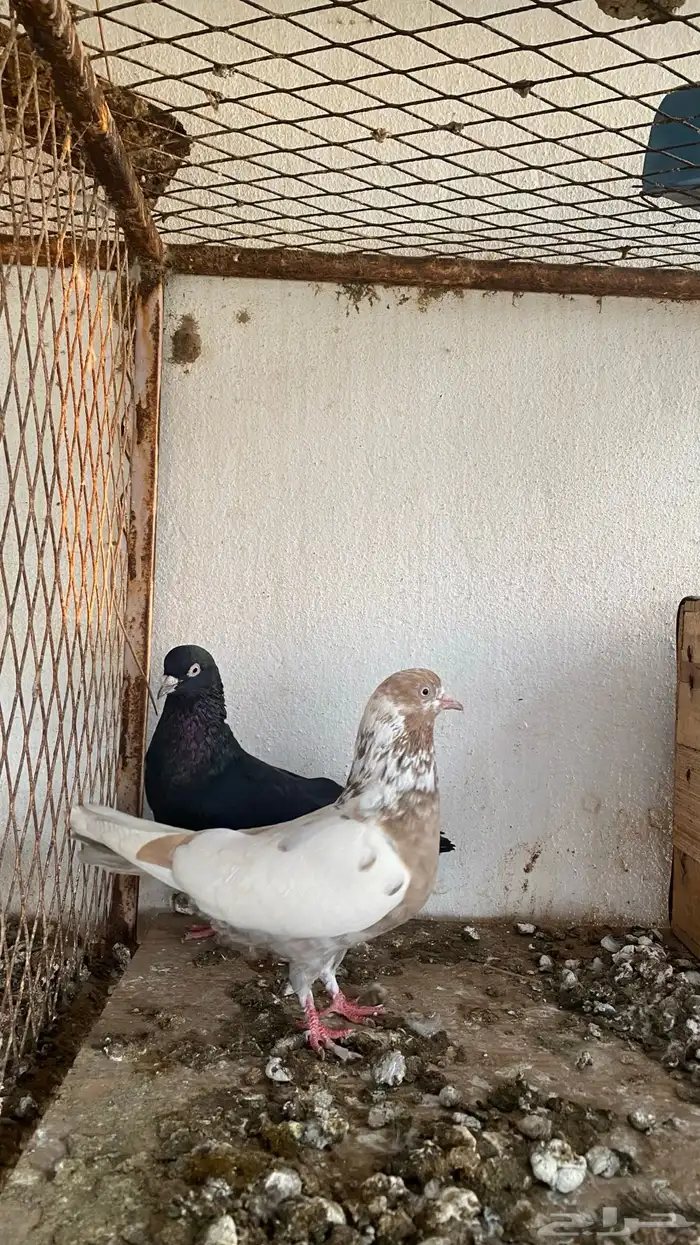 ازواج حمام قطايف 10