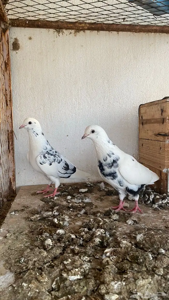 ازواج حمام قطايف 6