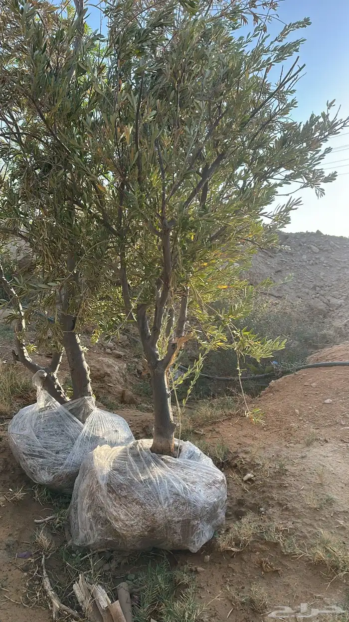 اشجار زيتون 2