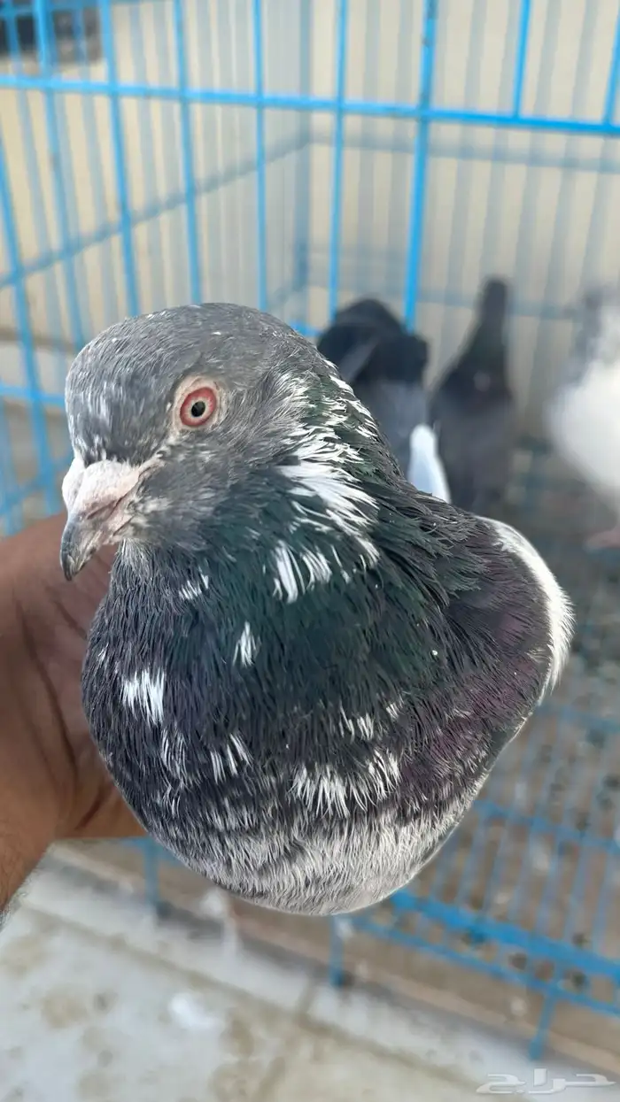 حمام باكستاني 3