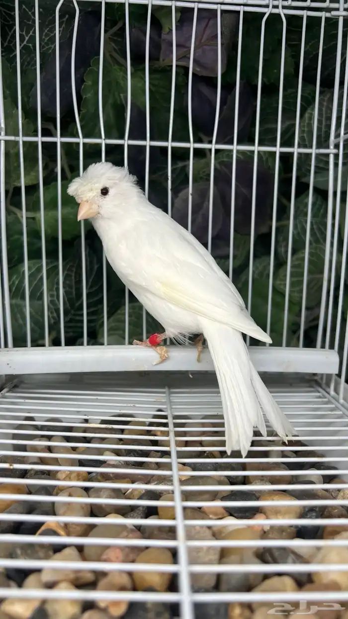 انثى كناري ابيض 0