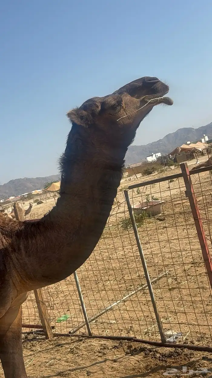 قعود مشروع فحل 3