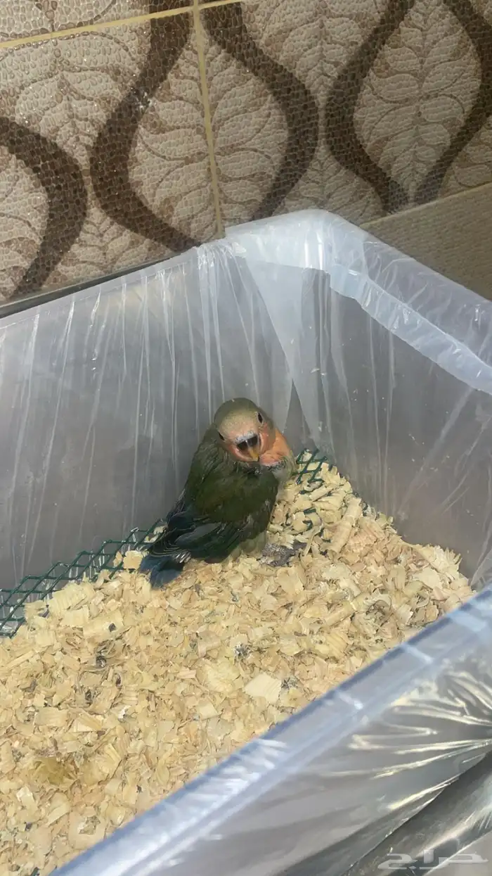 فرخ روز غر 1