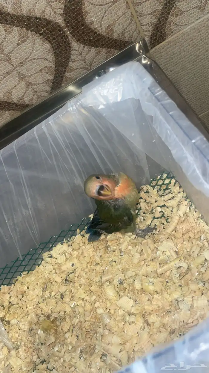 فرخ روز غر 0