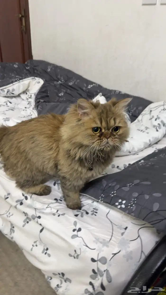 قط فارسي هيمالايا 0