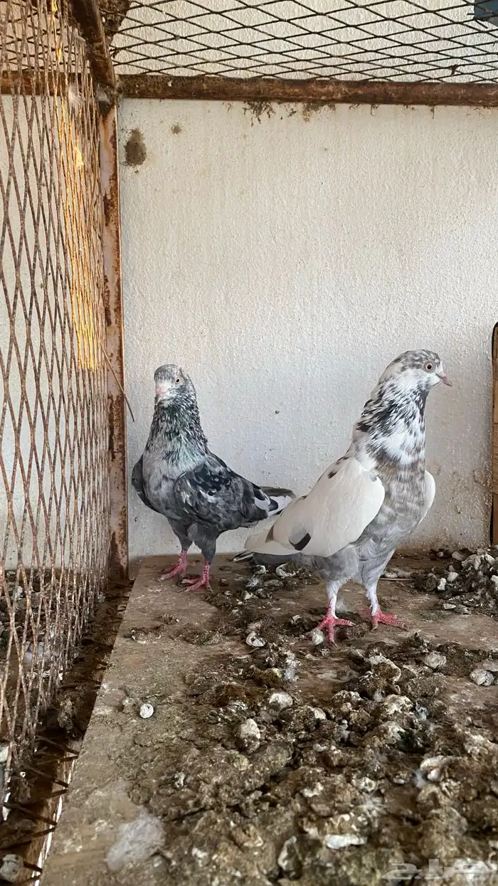 ازواج حمام قطايف 7