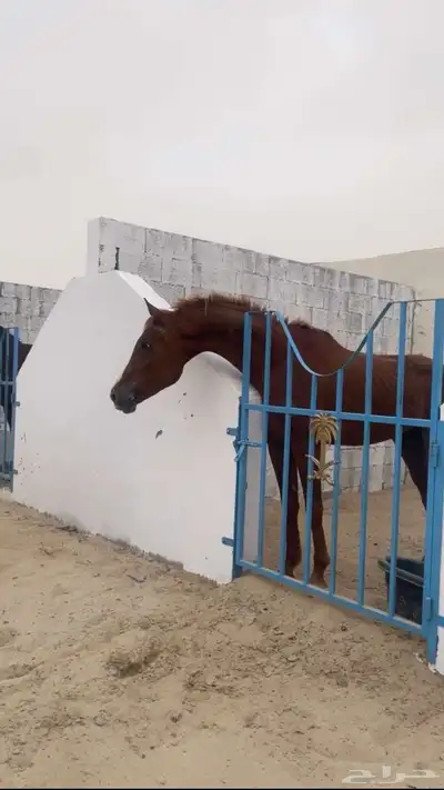 حصان شعبي للبيع الحد 3500 باقي اعلومه واتس index
