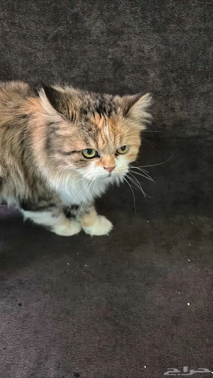 قطوه للتبني 0