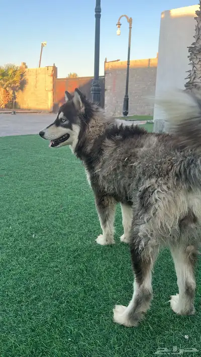 كلب هاسكي انثى index