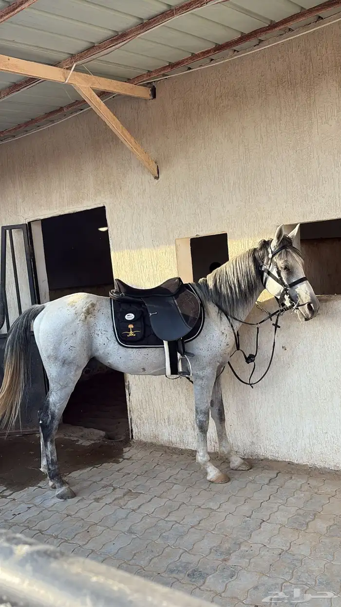 حصان جزيري 2