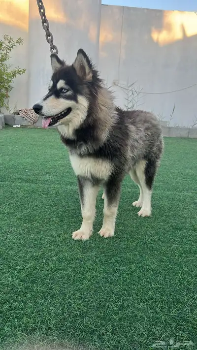 كلب هاسكي انثى index