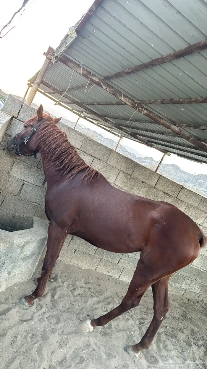 فرس مشروكه للبيع 0