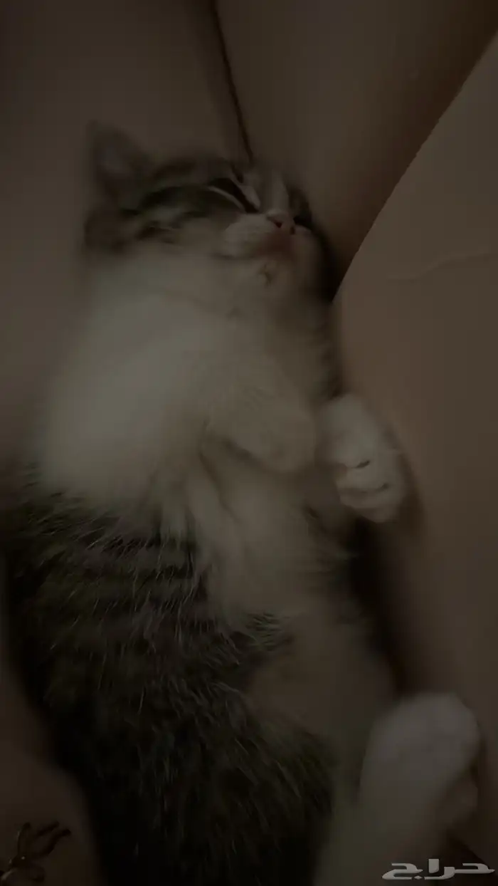 قطه سكوتش ستريت انثى 1