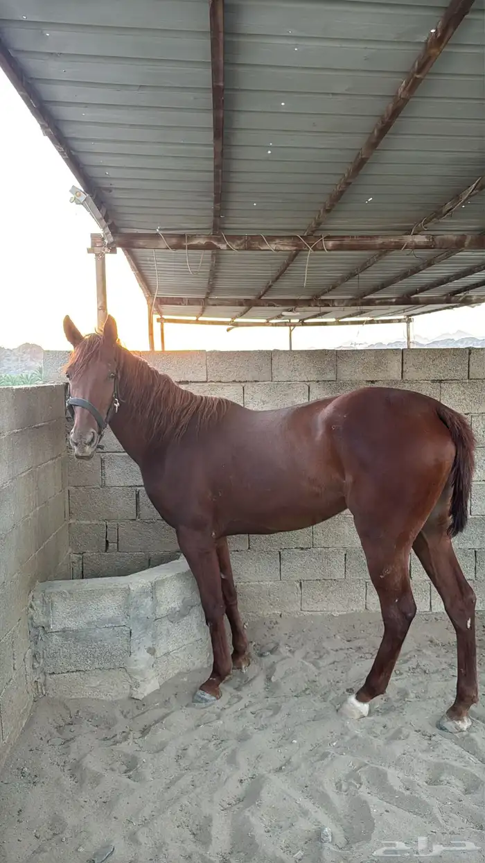 فرس مشروكه للبيع 1