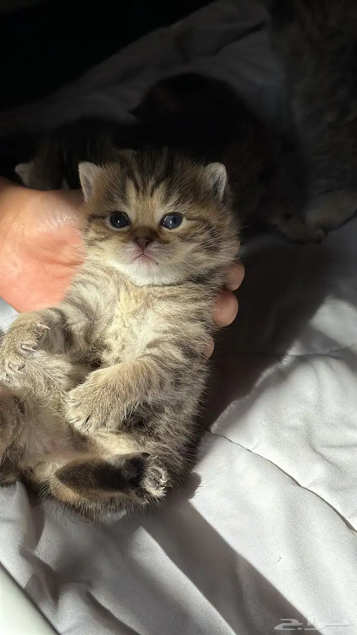 قطط سكوتش للحجز 5