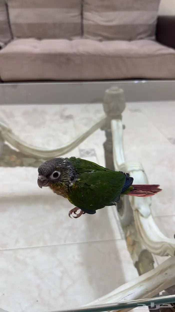 كنيور يلو سايد 0