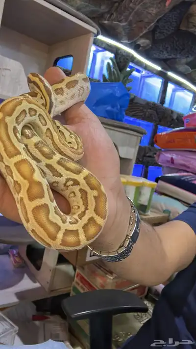 احواض زواحف   بول بايثون طفرة حلوه وانثى بعد للبيع index