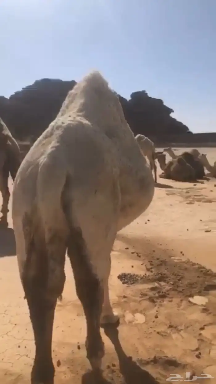 لقحه وضحاء 3