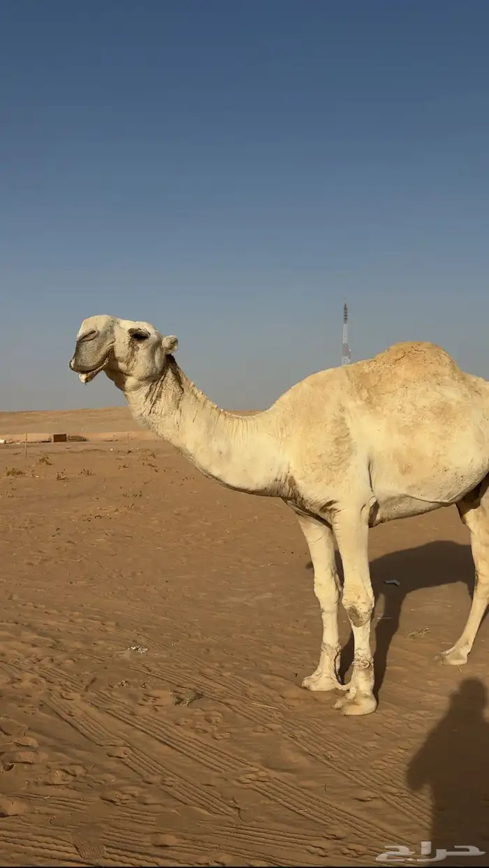 فحل رماني كفو 1