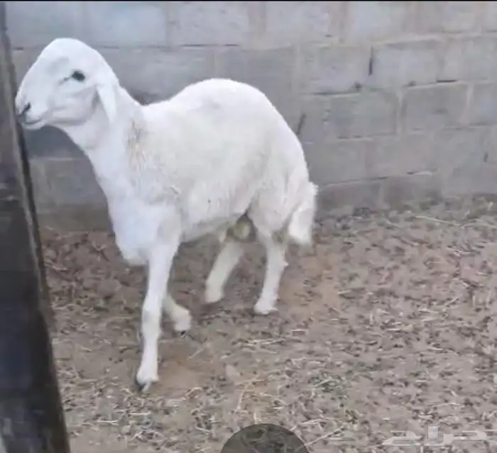 طلي حري مشروع فحل 4