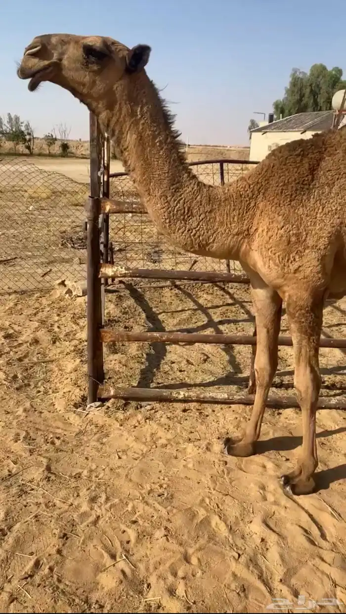 للبيع الحواره الشعلا الكفو 1